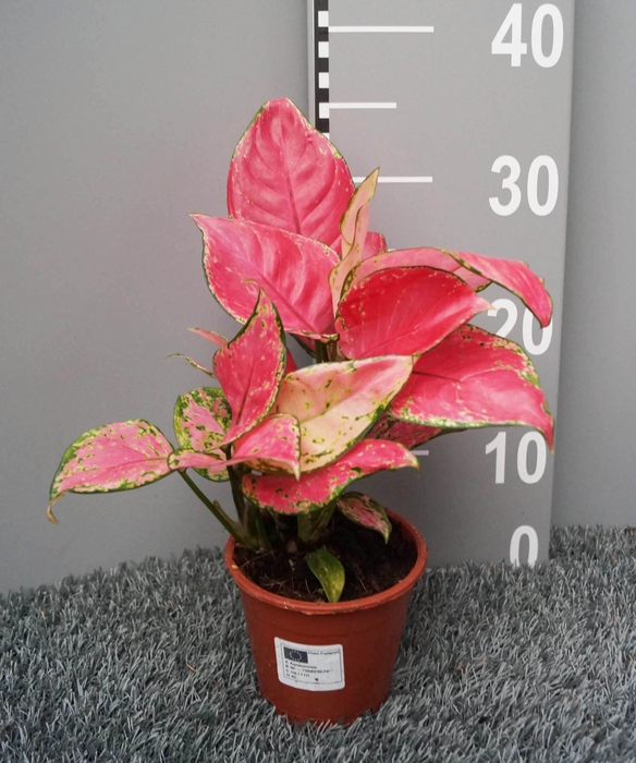 Aglaonema overig