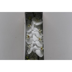 Phal Sensation White