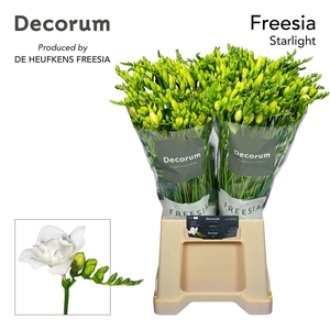 Freesia du Starlight