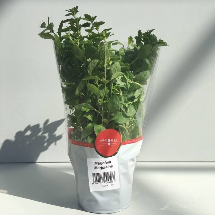 <h4>Marjolein P12</h4>