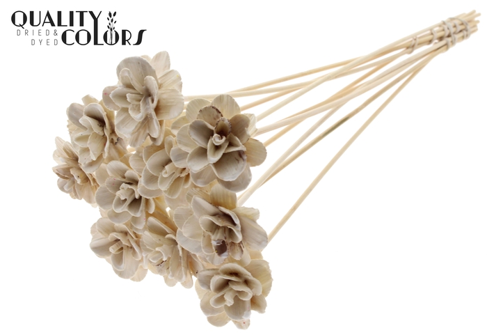 Beetal Rose 6cm on stem Wax White