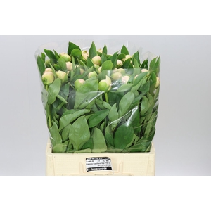 Paeonia Top Brass