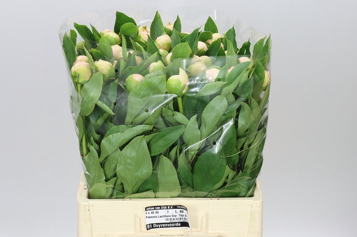 <h4>Paeonia Top Brass</h4>