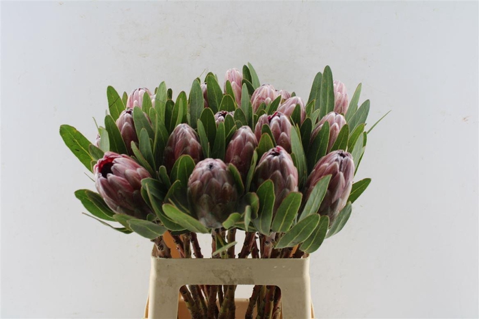 <h4>Protea Pink Ice</h4>