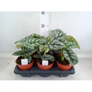 Alocasia   ...