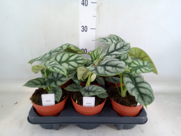 <h4>Alocasia   ...</h4>