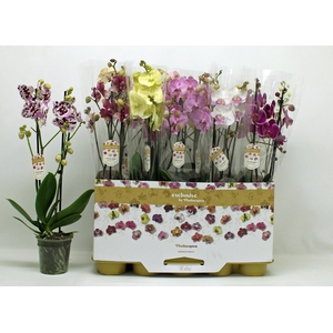 PHAL GEM