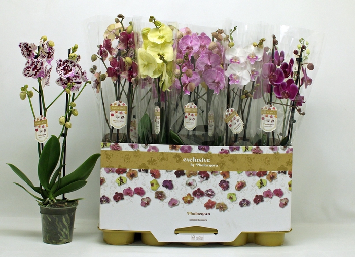 <h4>PHAL GEM</h4>