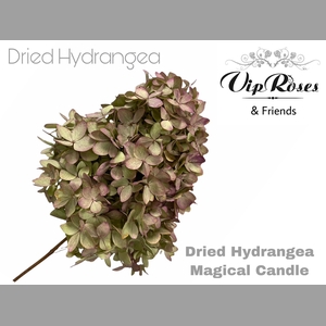 DRIED HYDRANGEA MAGICAL CANDLE