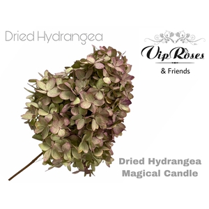 Dried Hydrangea Magical Candle