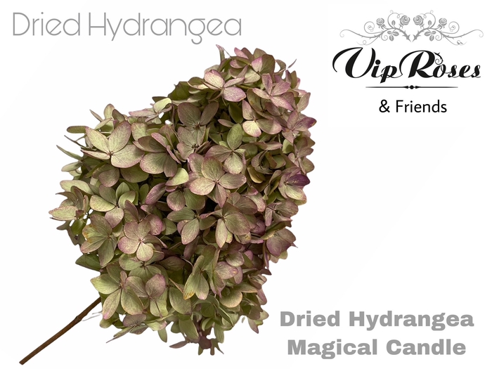 <h4>Dried Hydrangea Magical Candle</h4>