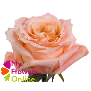 R Gr Shimmer Peach 50cm EC