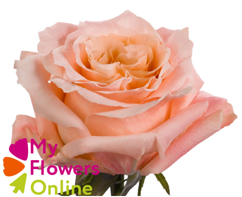 <h4>R Gr Shimmer Peach 50cm EC</h4>