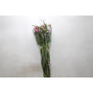 ALSTROEMERIA PAMELA 080 CM
