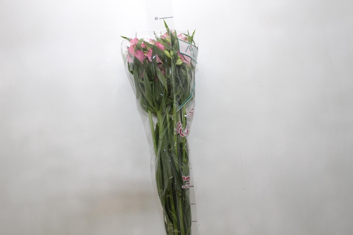 ALSTROEMERIA PAMELA 080 CM