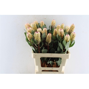 PROTEA GRANDICOLOR