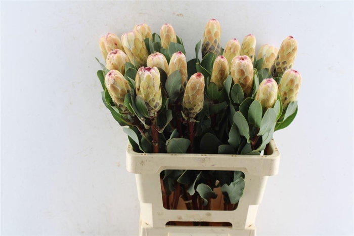 <h4>PROTEA GRANDICOLOR</h4>