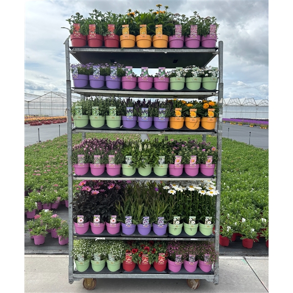 Vaste planten mixkar