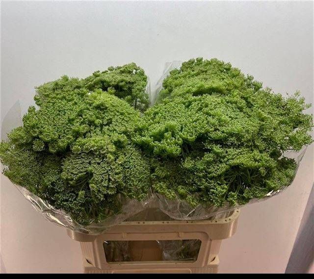 <h4>AMMI MAJUS</h4>
