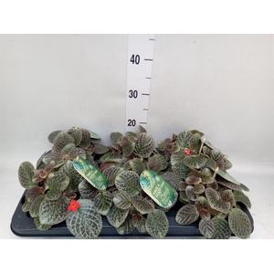 Episcia cupreata 'Shimmer'