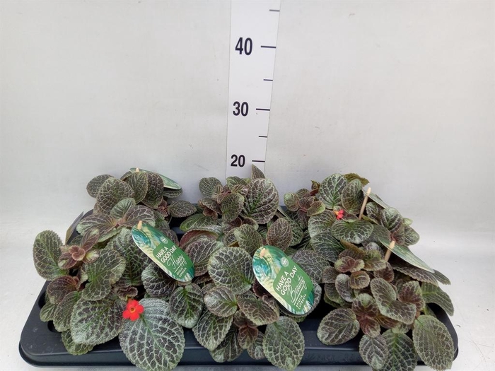 Episcia cupreata 'Shimmer'
