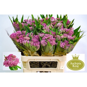Asclepias Soulmate