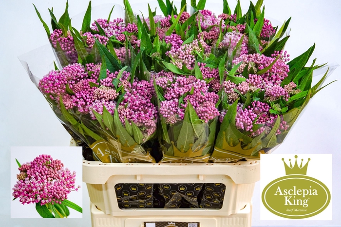 <h4>Asclepias Soulmate</h4>