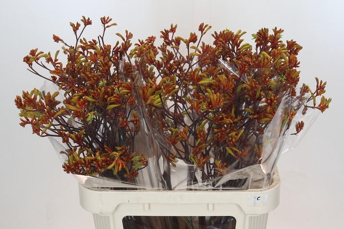 <h4>Anigozanthos Bush Sunset</h4>