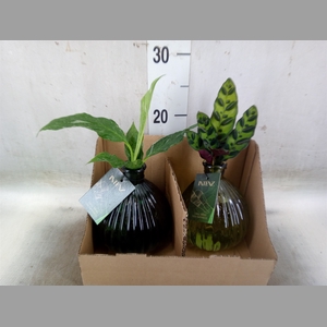 Planten  ..mix