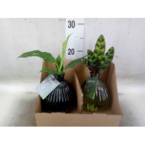 Planten  ..mix