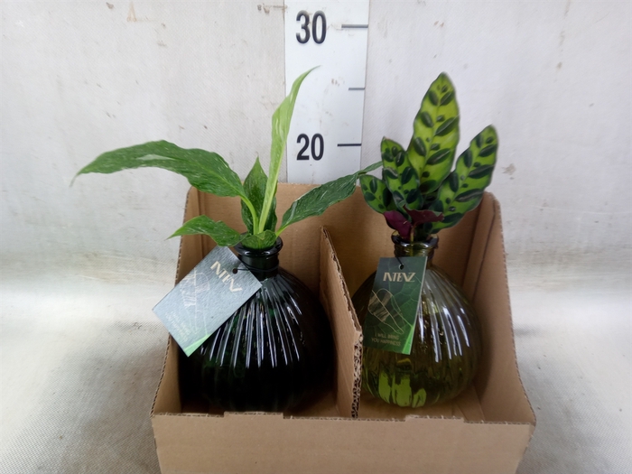 <h4>Planten  ..mix</h4>