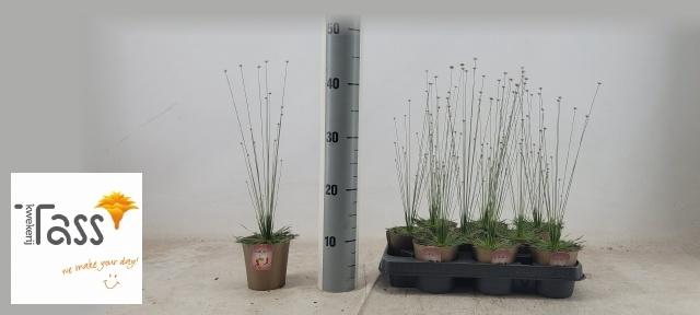 <h4>SYNGONANTHUS MIKADO</h4>