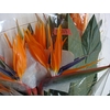 STRELITZIA LONG EXTRA