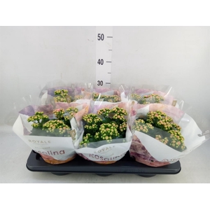 Kalanchoe blos. 'RosDon Alano'