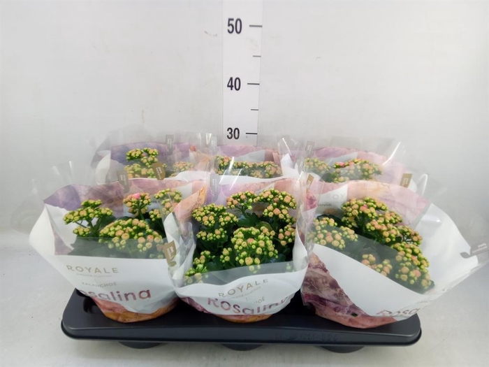 <h4>Kalanchoe blos. 'RosDon Alano'</h4>