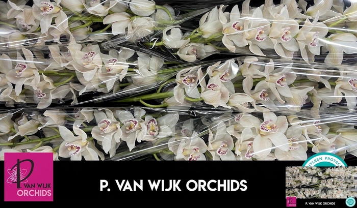 <h4>CYMB T CASCADE</h4>