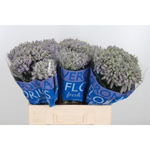 Veron Smart Splash Spray