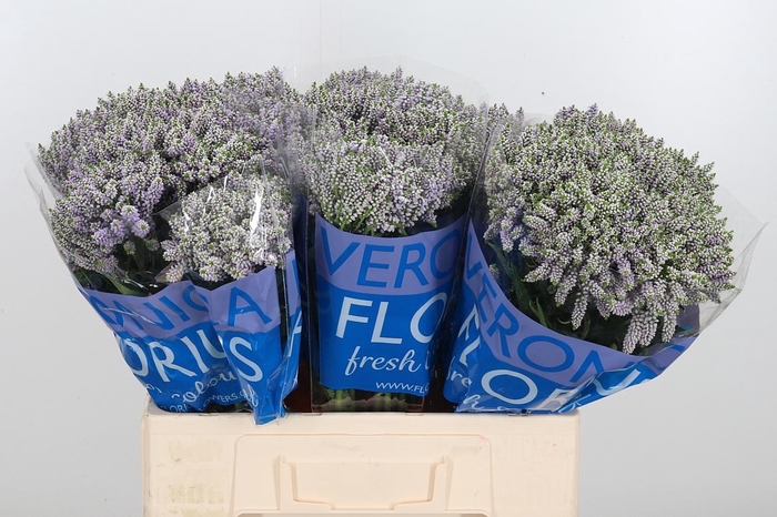 <h4>Veron Smart Splash Spray</h4>