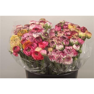 Ran. Elegance Cappucino Extra