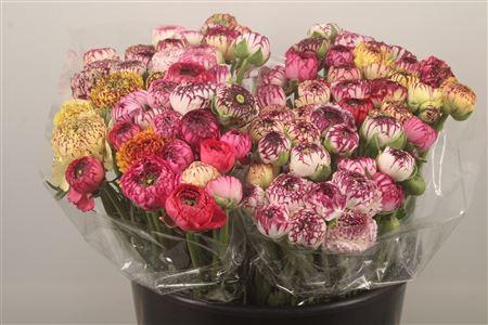 <h4>Ran. Elegance Cappucino Extra</h4>