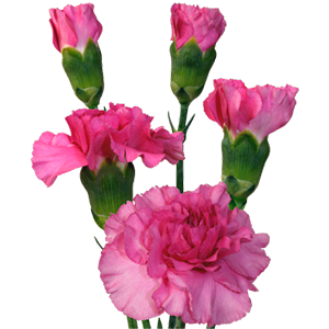 <h4>DIAN.TR. Lilac Melissa</h4>