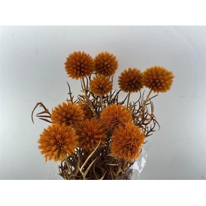 Pres Echinops 10pc Orange Bunch