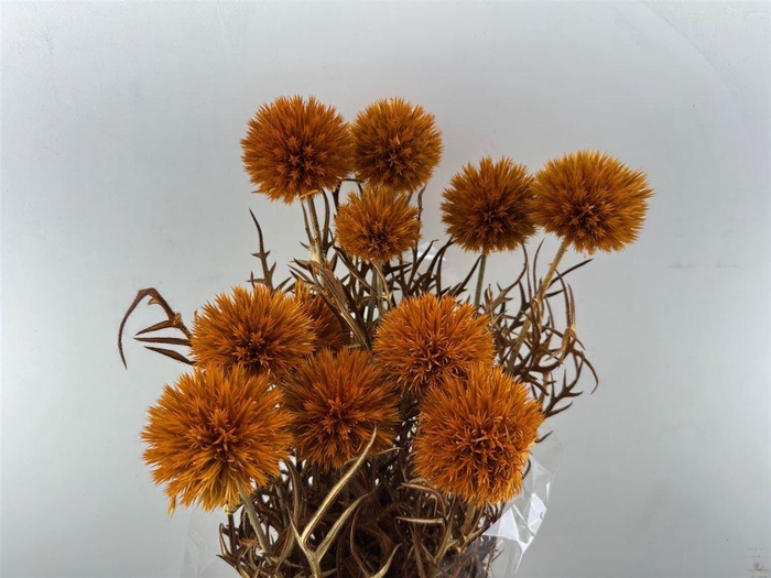 <h4>Pres Echinops 10pc Orange Bunch</h4>