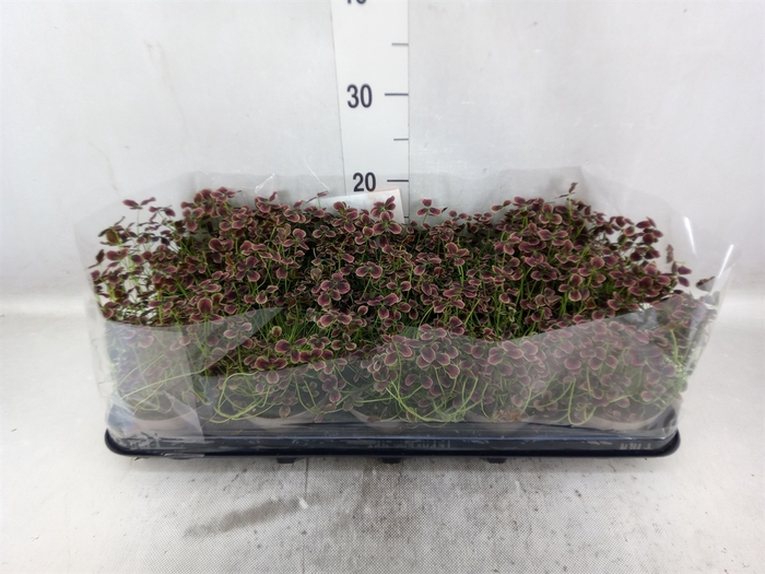<h4>Trifolium repens 'Estelle'</h4>