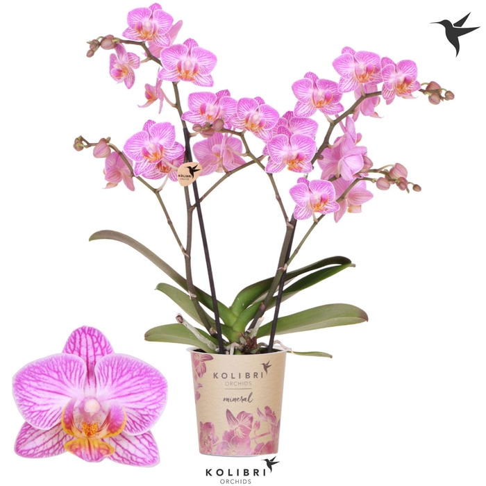<h4>Kolibri Orchids Phalaenopsis Mineral Switzerland 2 spike</h4>