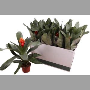 AECH PE ELEGANT FLAM