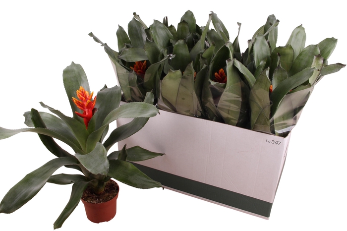 <h4>AECH PE ELEGANT FLAM</h4>