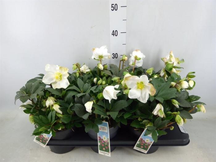 <h4>Helleborus niger</h4>