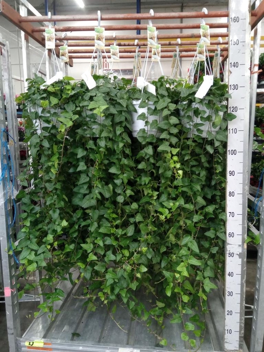 <h4>Hedera helix 'Mein Herz'</h4>