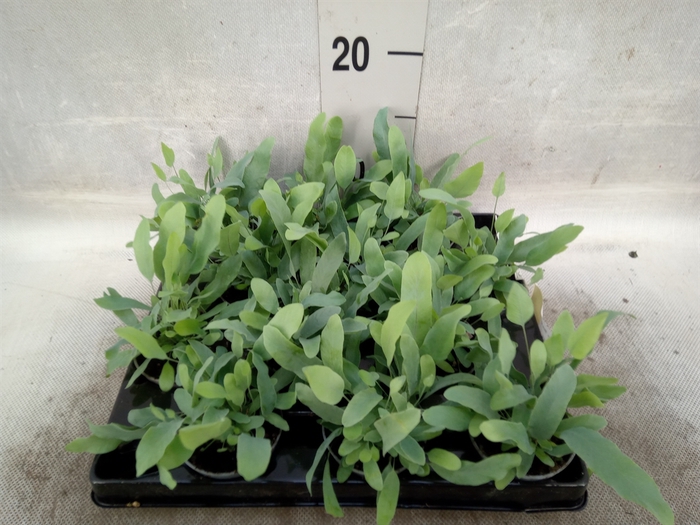 Phlebodium aureum 'Blue Star'